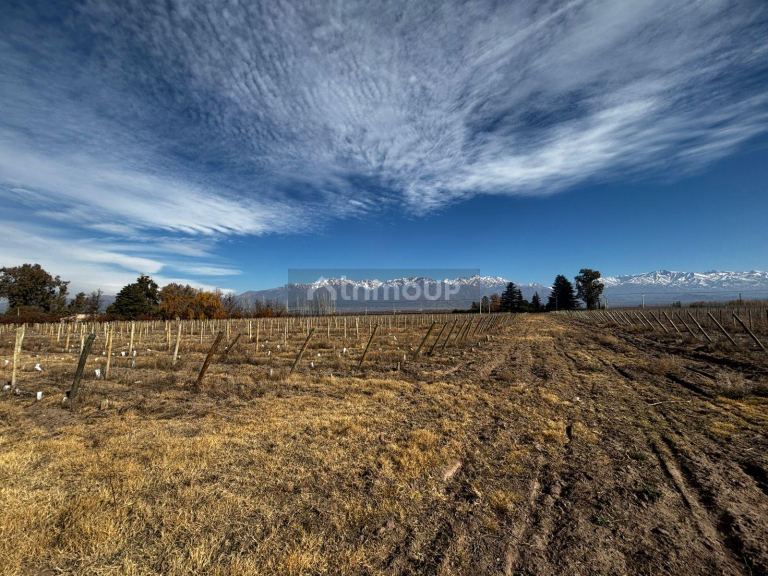 Finca en Venta en Tunuyan, Mendoza