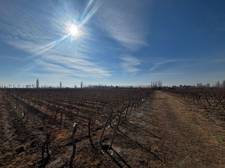 Finca en Venta en San Carlos, Mendoza