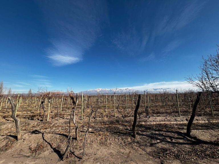 Finca en Venta en San Carlos, Mendoza