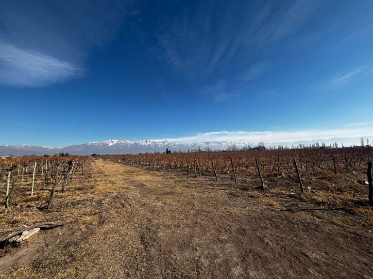 Finca en Venta en San Carlos, Mendoza