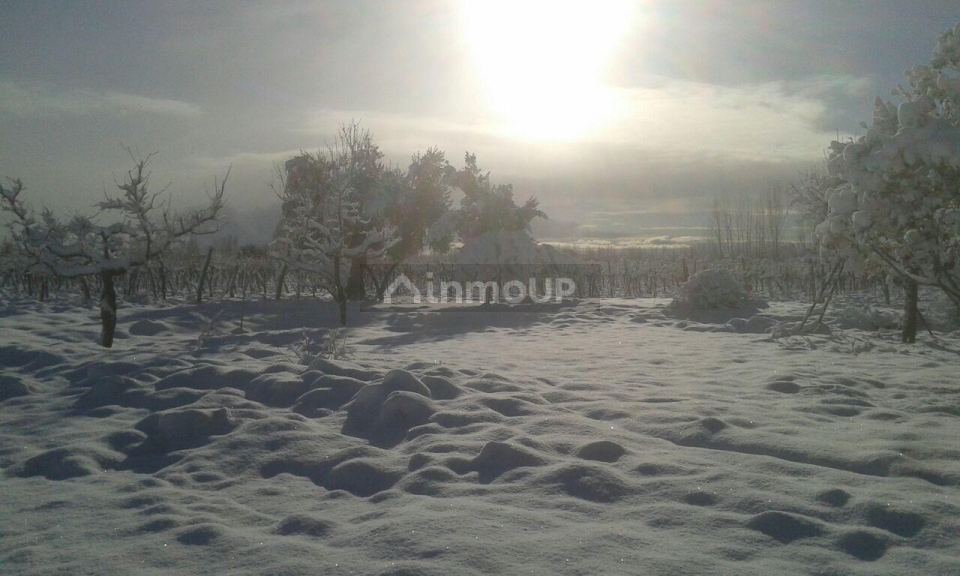 Finca en Venta en San Carlos, Mendoza
