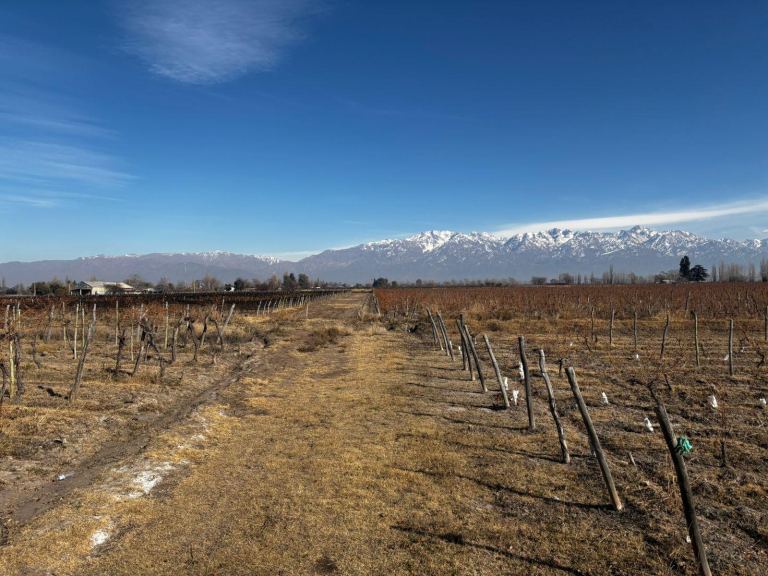 Finca en Venta en San Carlos, Mendoza