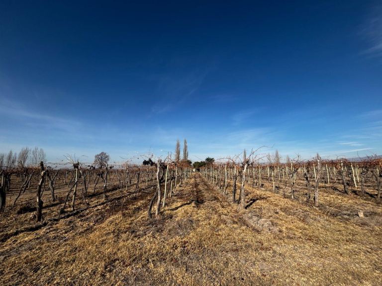 Finca en Venta en San Carlos, Mendoza