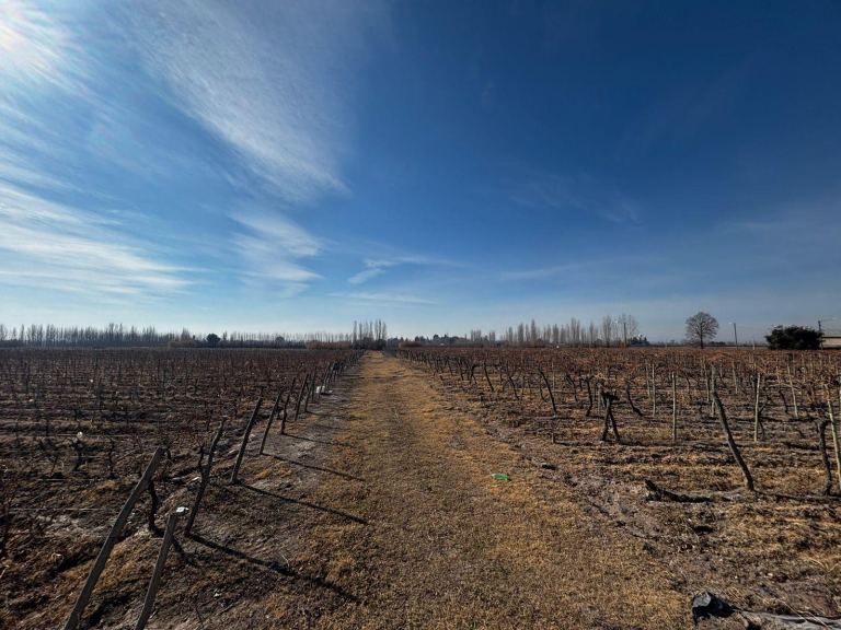 Finca en Venta en San Carlos, Mendoza
