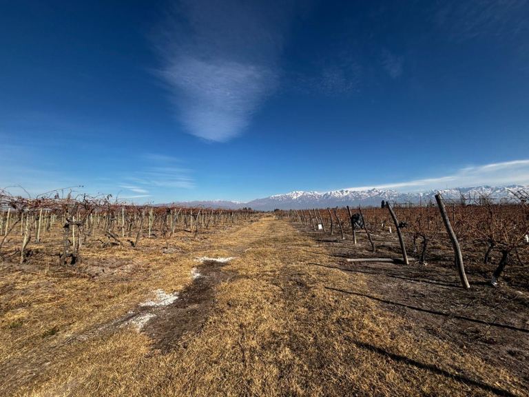 Finca en Venta en San Carlos, Mendoza