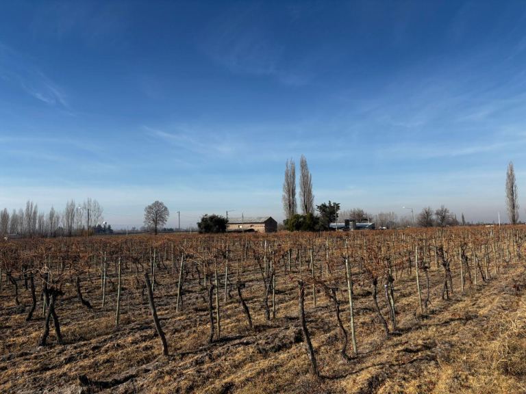Finca en Venta en San Carlos, Mendoza