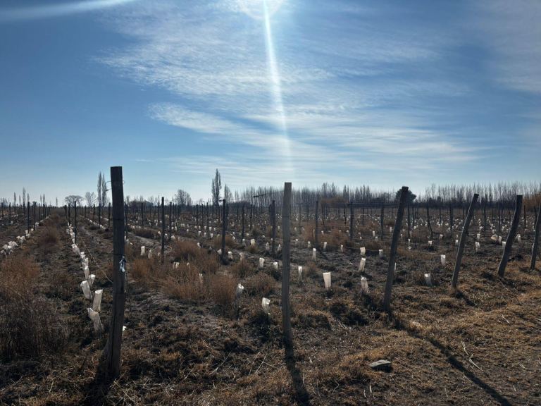 Finca en Venta en San Carlos, Mendoza