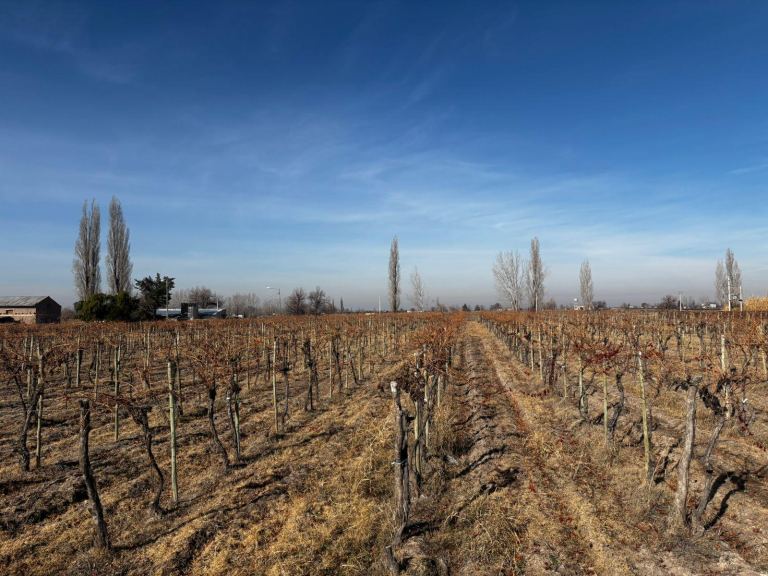 Finca en Venta en San Carlos, Mendoza