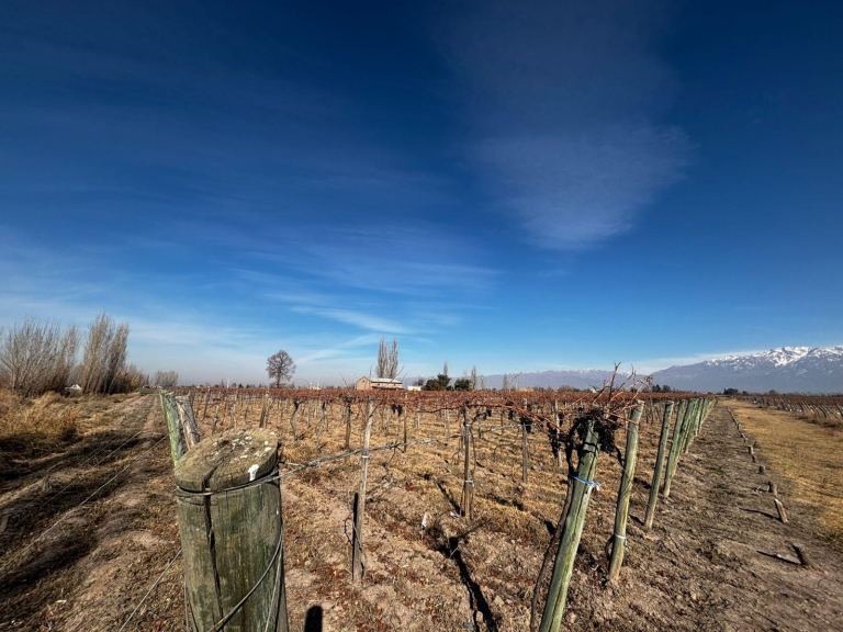 Finca en Venta en San Carlos, Mendoza