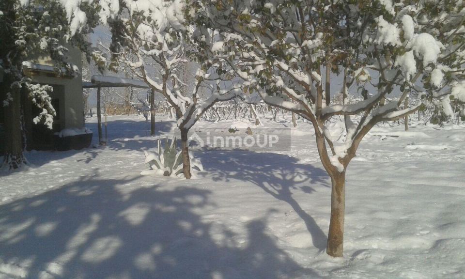 Finca en Venta en San Carlos, Mendoza