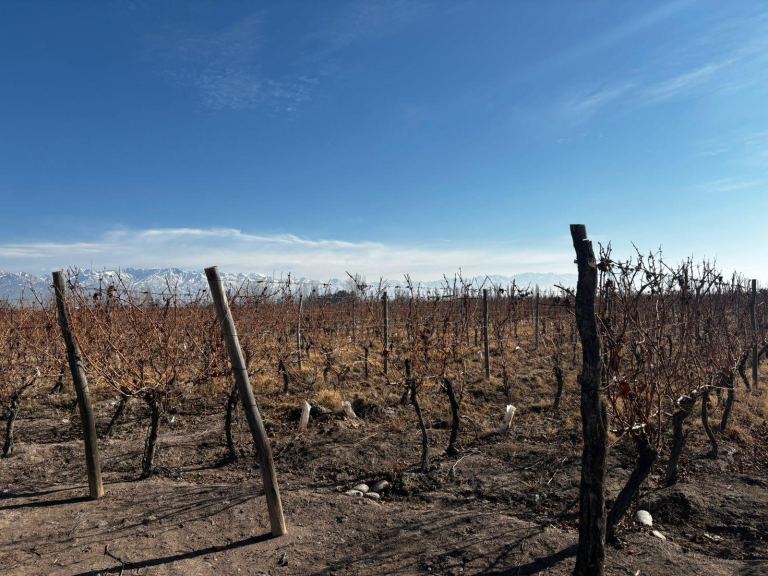 Finca en Venta en San Carlos, Mendoza