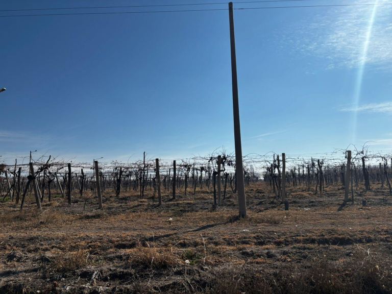 Finca en Venta en San Carlos, Mendoza