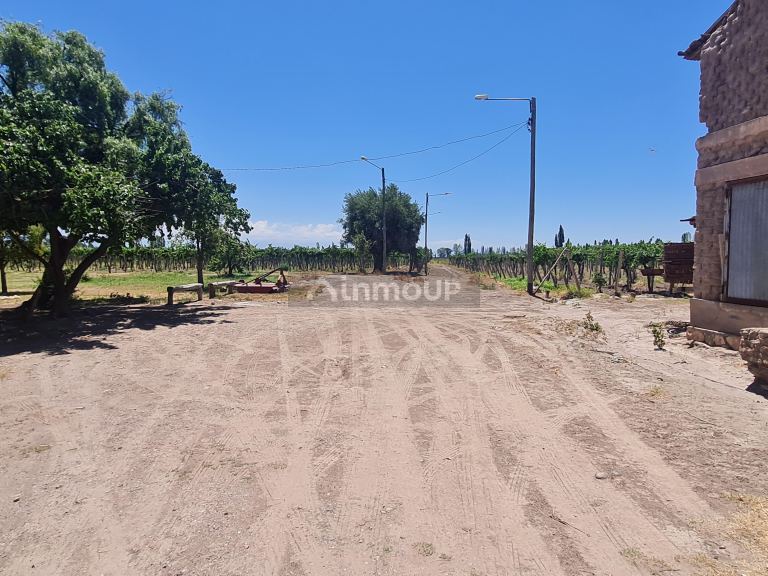 Finca en Venta en San Carlos, Mendoza