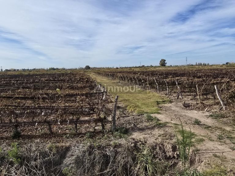 Finca en Venta en Maipu, Mendoza