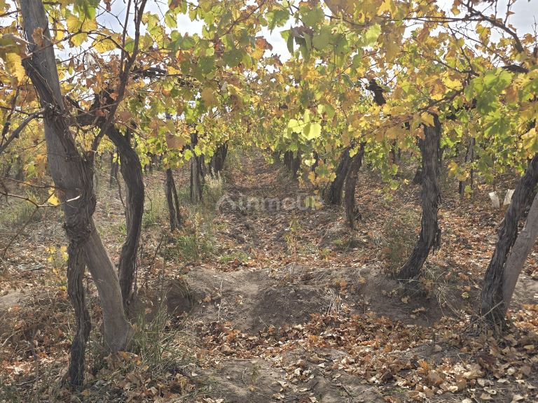 Finca en Venta en Maipu, Mendoza