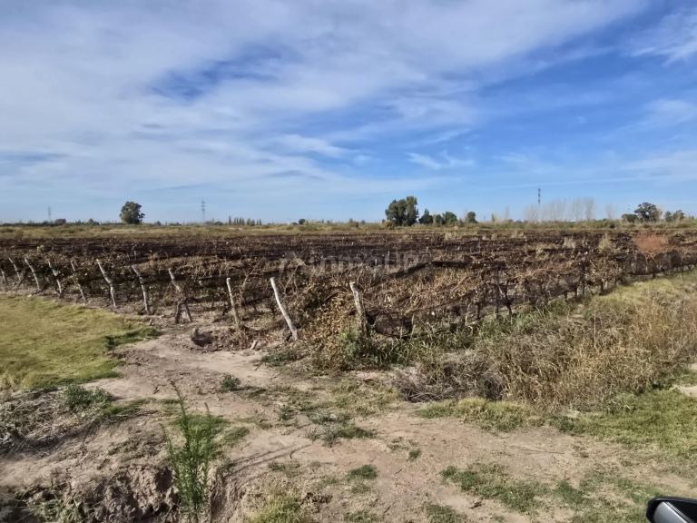 Finca en Venta en Maipu, Mendoza