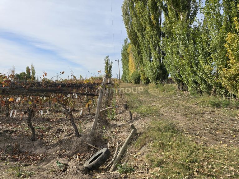 Finca en Venta en Maipu, Mendoza