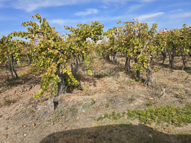 Finca en Venta en Maipu, Mendoza