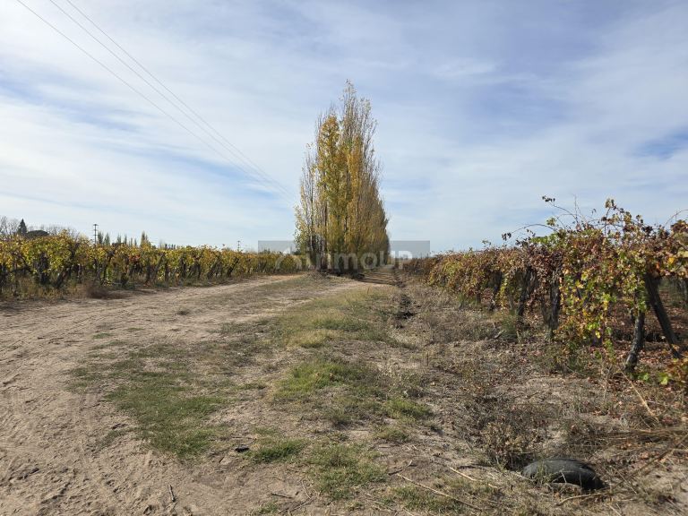 Finca en Venta en Maipu, Mendoza