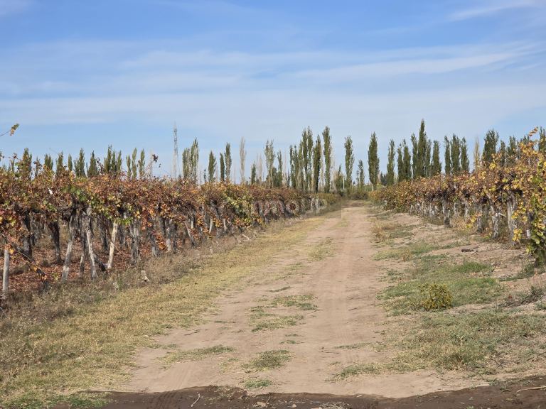Finca en Venta en Maipu, Mendoza