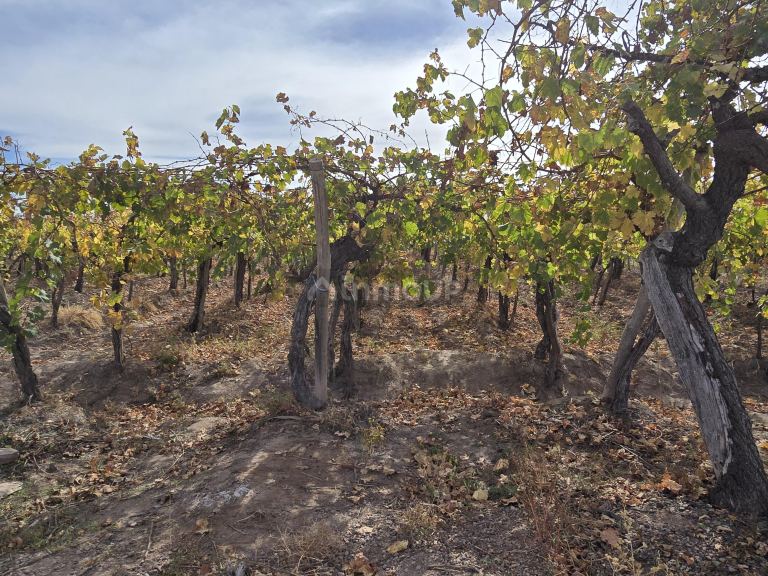 Finca en Venta en Maipu, Mendoza