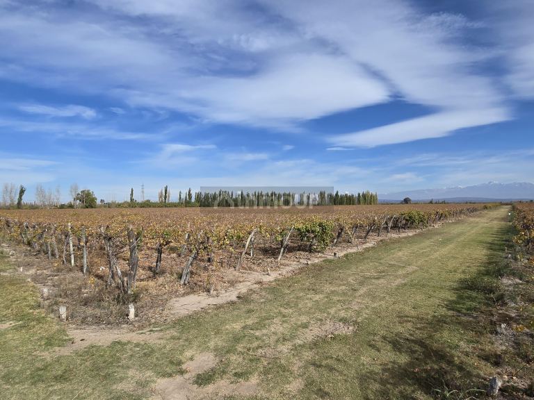 Finca en Venta en Maipu, Mendoza