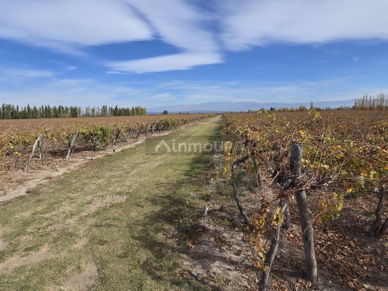 Finca en Venta en Maipu, Mendoza
