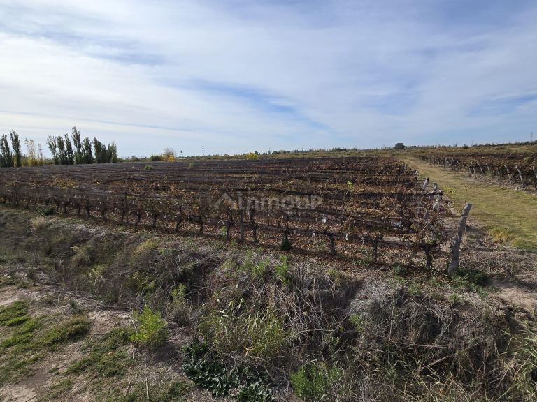 Finca en Venta en Maipu, Mendoza