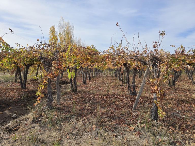 Finca en Venta en Maipu, Mendoza