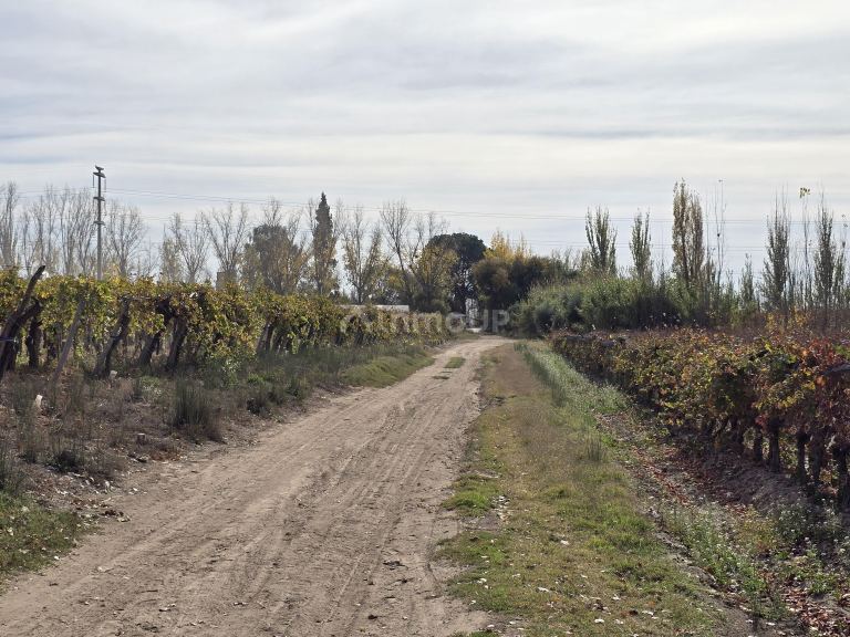 Finca en Venta en Maipu, Mendoza