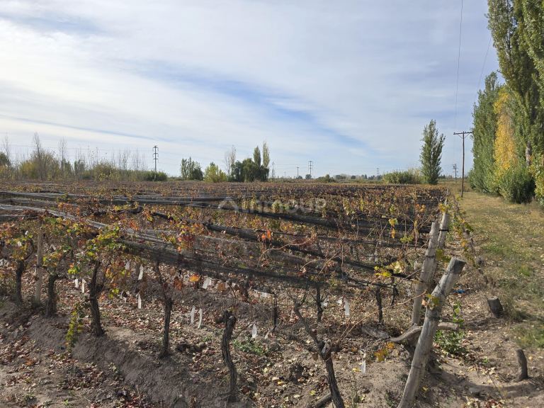 Finca en Venta en Maipu, Mendoza