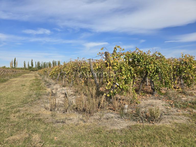 Finca en Venta en Maipu, Mendoza