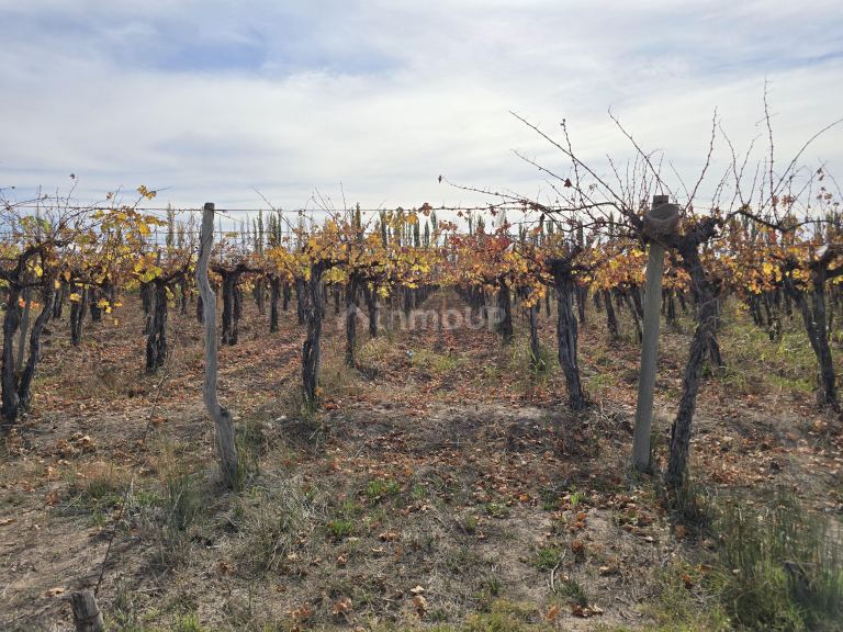 Finca en Venta en Maipu, Mendoza
