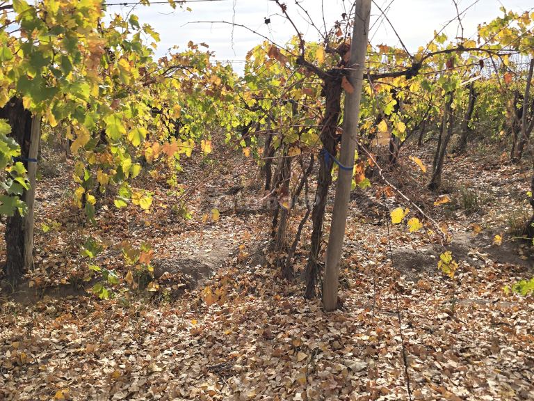 Finca en Venta en Maipu, Mendoza