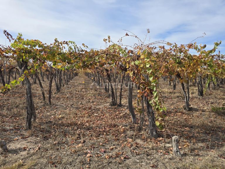 Finca en Venta en Maipu, Mendoza