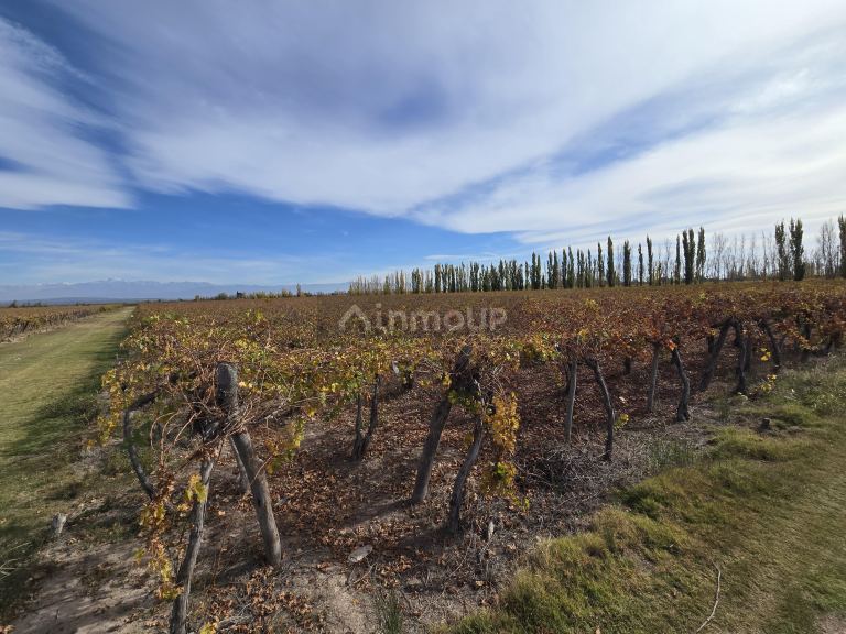 Finca en Venta en Maipu, Mendoza