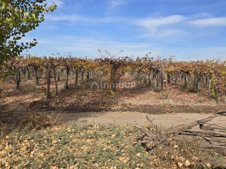 Finca en Venta en Maipu, Mendoza
