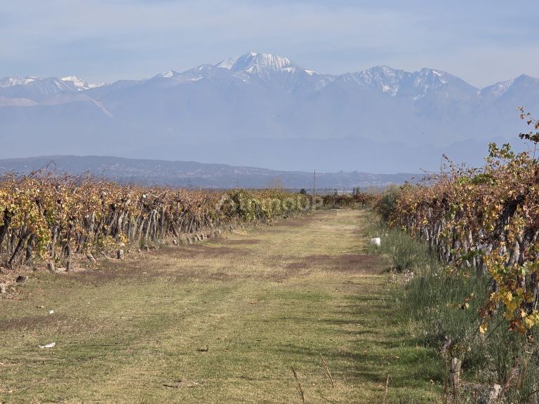 Finca en Venta en Maipu, Mendoza