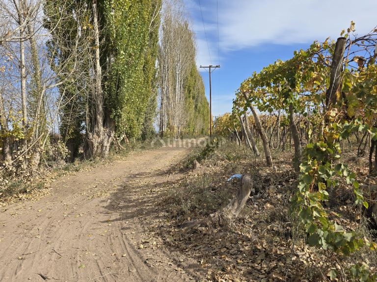 Finca en Venta en Maipu, Mendoza