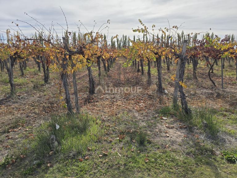 Finca en Venta en Maipu, Mendoza