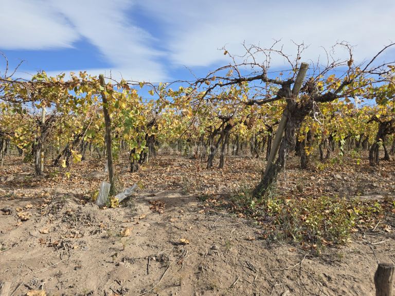 Finca en Venta en Maipu, Mendoza