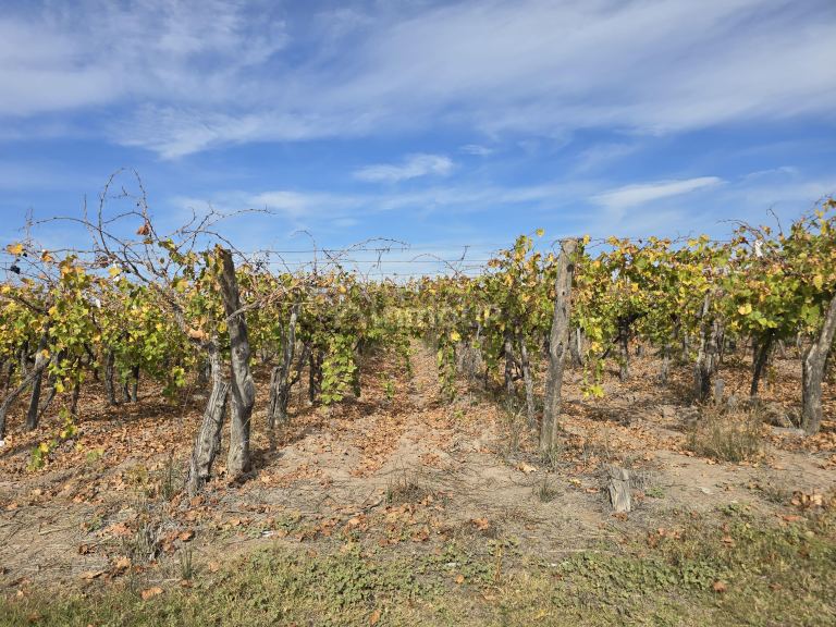 Finca en Venta en Maipu, Mendoza