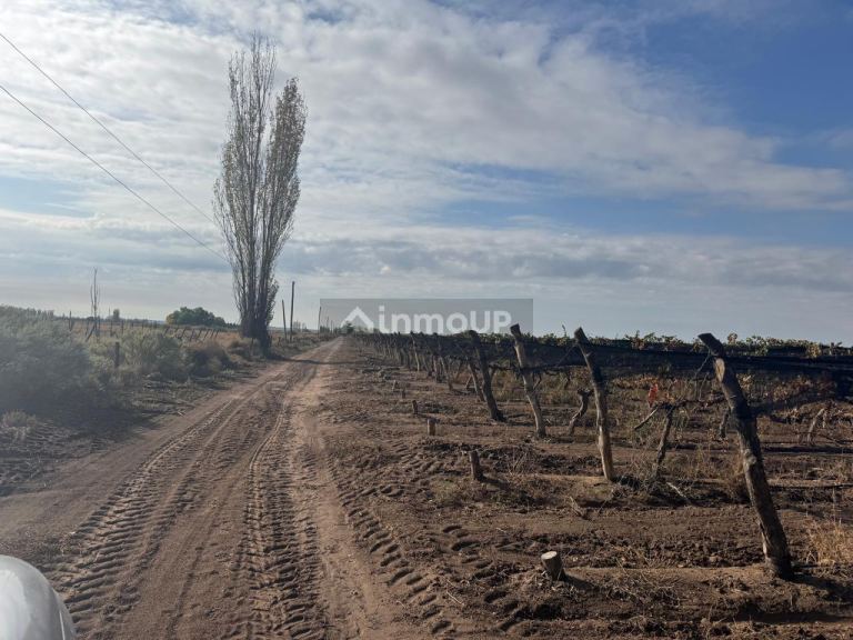 Finca en Venta en Lujan de Cuyo, Mendoza