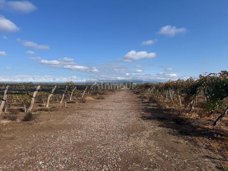 Finca en Venta en Lujan de Cuyo, Mendoza