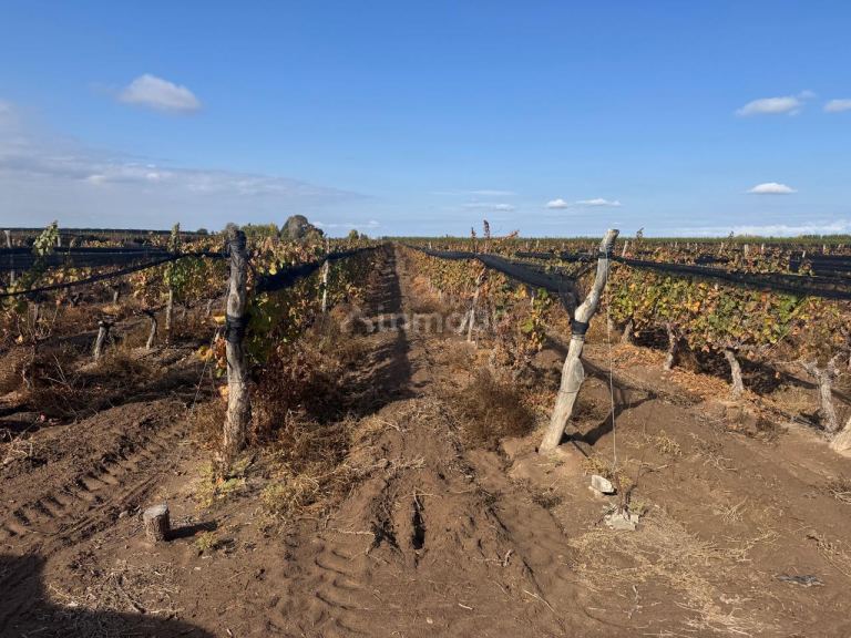 Finca en Venta en Lujan de Cuyo, Mendoza