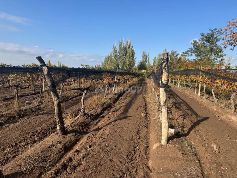 Finca en Venta en Lujan de Cuyo, Mendoza