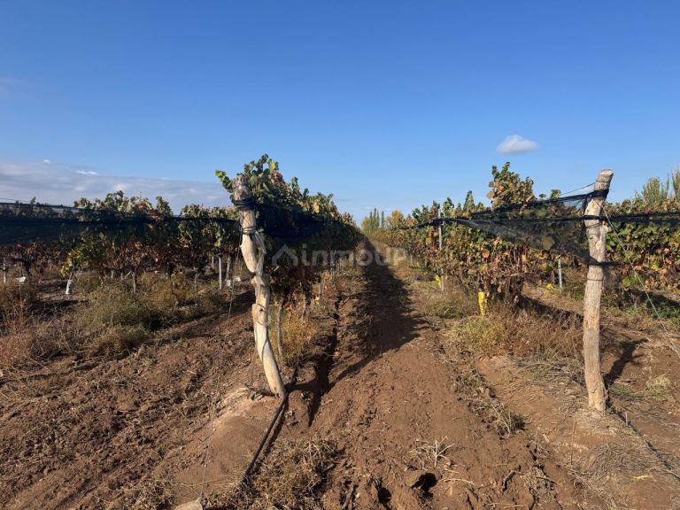 Finca en Venta en Lujan de Cuyo, Mendoza