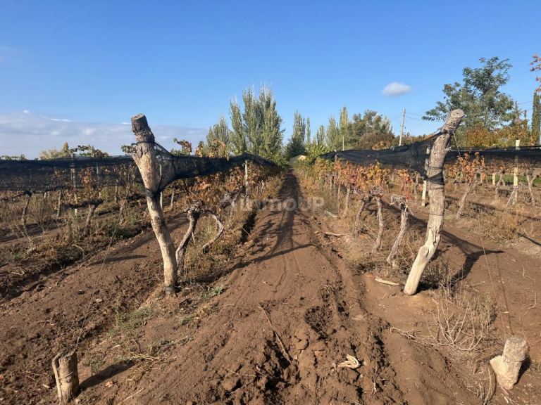 Finca en Venta en Lujan de Cuyo, Mendoza