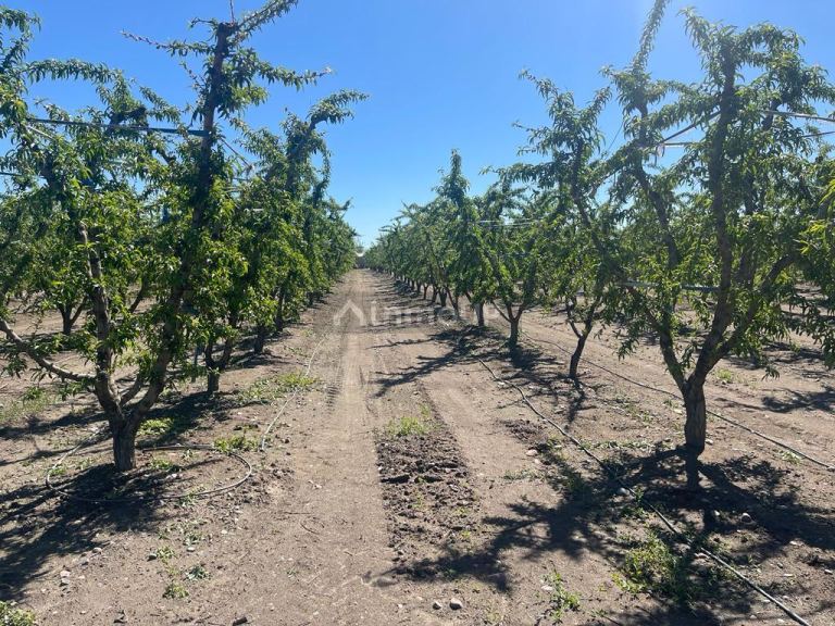 Finca en Venta en Tunuyan, Mendoza