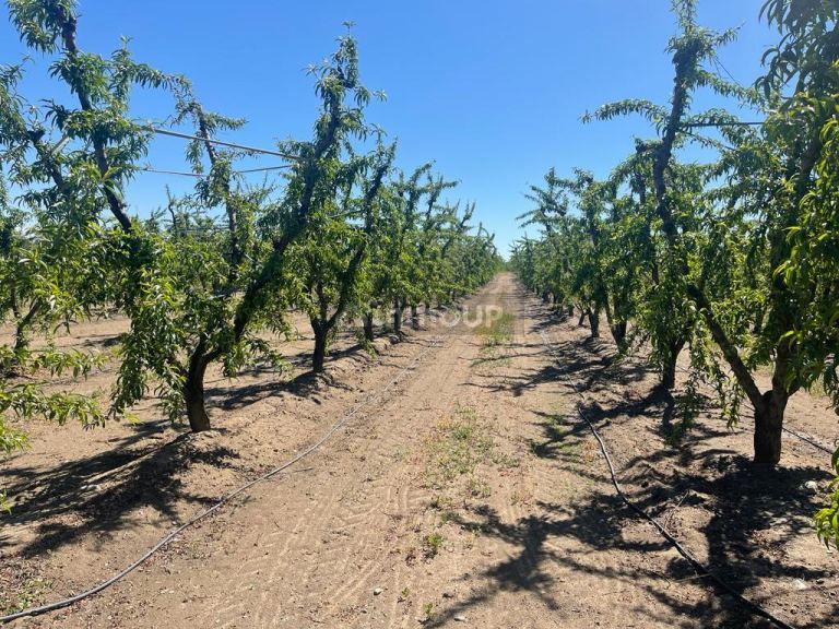 Finca en Venta en Tunuyan, Mendoza